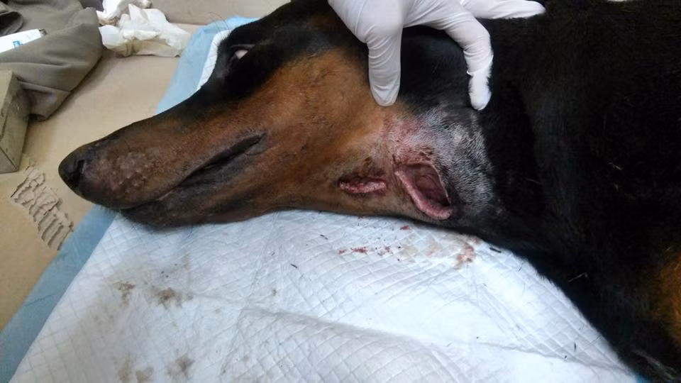 Theo lời kể của một số người trực tiếp thăm, chăm sóc Jin thì chú chó đáng thương qua đời vào lúc 21h30 tối qua 24/8. Trước đó Jin đã sốt rất cao và vết thương bị nhiễm trùng nặng. Việc chú chó này "chết tức tưởi" để lại sự tiếc nuối cho rất nhiều bạn trẻ, những người đã theo dõi sát sao tình hình sức khỏe của Jin trong suốt vài ngày qua.