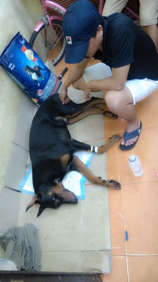 Tối 21/8 sự việc chú chó bị đâm trên phố Nguyễn Chí Thanh, Hà Nội với những cảnh tượng rất dã man, đầy thương tâm được nhiều người đi đường và cư dân mạng quan tâm. Nhận những nhát đâm chí mạng vào cổ họng, chú chó Doberman chảy rất nhiều máu, suýt mất mạng, nhưng may mắn đã được chủ nhân và người hùng là một chàng trai trẻ rất yêu quý động vật đưa đến bệnh viện để cứu chữa kịp thời. Hiện tại, sau 2 ngày xảy ra vụ việc, tình hình sức khỏe, tính mạng của chú chó đang được nhiều người quan tâm, hỏi han.
