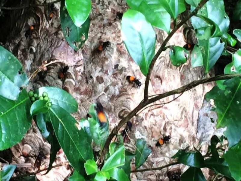  5. Một thanh niên 23 tuổi bị ong vò vẽ đốt tử vong: Ngày 5/10, UBND xã Thanh Hòa (huyện Thanh Chương, Nghệ An) cho biết, trên địa bàn xã vừa có một nạn nhân bị ong vò vẽ đốt dẫn đến tử vong. Đó là anh Lê Đình Hảo (23 tuổi, thôn đội trưởng thôn Yên Hòa, xã Thanh Hòa). Khi ra vườn để bắt tổ ong vò vẽ, anh Hảo đã bị ong đốt tử vong. 