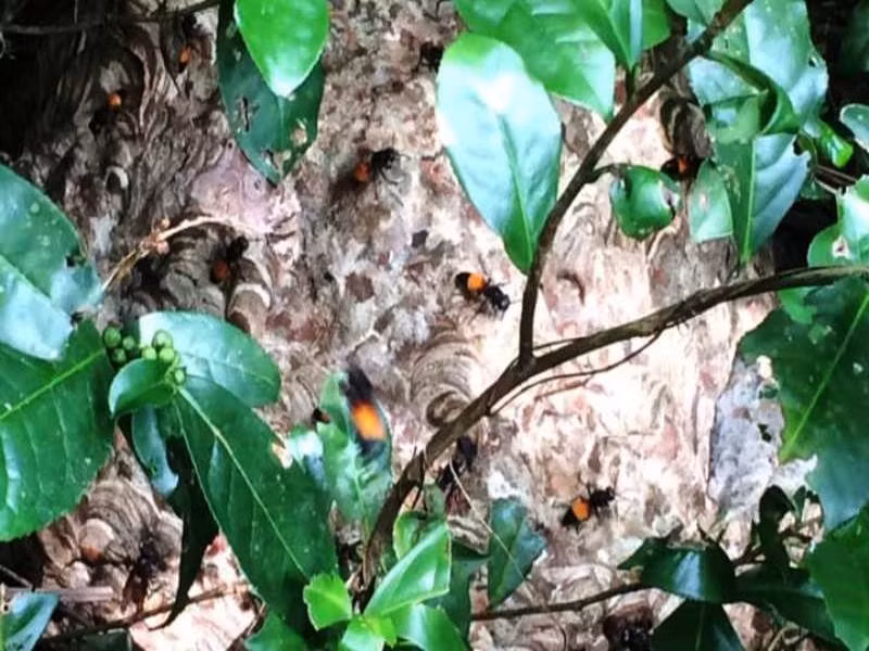  5. Một thanh niên 23 tuổi bị ong vò vẽ đốt tử vong: Ngày 5/10, UBND xã Thanh Hòa (huyện Thanh Chương, Nghệ An) cho biết, trên địa bàn xã vừa có một nạn nhân bị ong vò vẽ đốt dẫn đến tử vong. Đó là anh Lê Đình Hảo (23 tuổi, thôn đội trưởng thôn Yên Hòa, xã Thanh Hòa). Khi ra vườn để bắt tổ ong vò vẽ, anh Hảo đã bị ong đốt tử vong. 