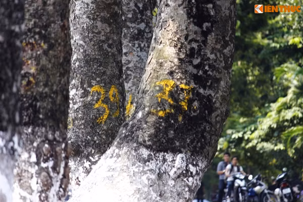 Trong số những cây xanh trên đường Kim Mã có nhiều cây xà cừ lớn tuổi, tồn tại gắn bó và để lại biết bao kỷ niệm với người Hà Nội nhưng cũng sẽ bị chặt tỉa cành và di dời vào tuần tới để phục vụ thi công Dự án tuyến đường sắt đô thị Hà Nội, đoạn Nhổn - Ga Hà Nội. Trong ảnh là hàng xà cừ đường Kim Mã đã được đánh số chờ đánh đi.