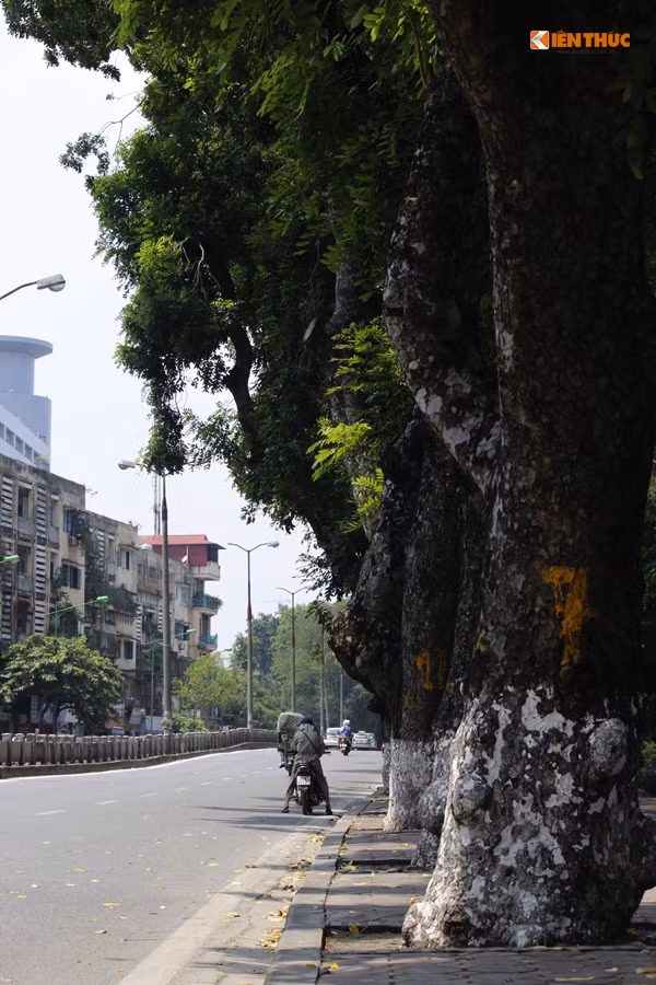 Theo ông Vương Long, Chủ tịch HĐQT công ty cổ phần Beepro, cho hay: “Dự kiến thời gian thực hiện sẽ là 90 ngày. Thời gian đầu, chúng tôi sẽ cắt tỉa cành trước rồi sẽ đánh gốc đưa về vườn ươm tại Văn Giang (Hưng Yên), khi cây hồi phục chúng tôi sẽ cho trồng lại ở những tuyến đường mới tại Hà Nội”.