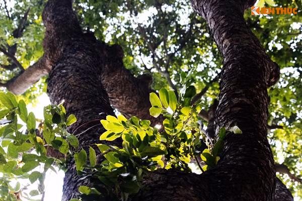 Những tán lá xanh vươn ra từ những cây xà cừ to lớn tỏa bóng râm mát cho người đi đường sẽ không còn trên đường Kim Mã.