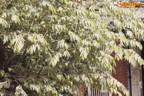 Nhiều cây xanh gần con đường cũng bị biến đổi màu do hứng bụi quá nhiều.