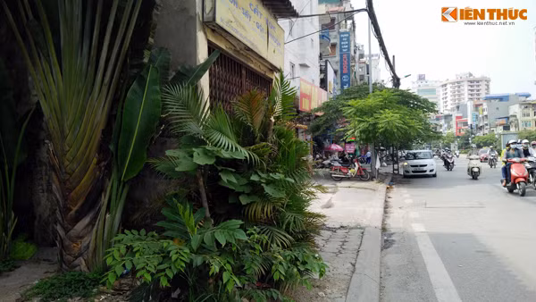 Nhiều cây cảnh trồng xen lẫn với cỏ dại um tùm ngay trước cửa ngôi nhà dị thường gây nhức mắt cho người đi đường.