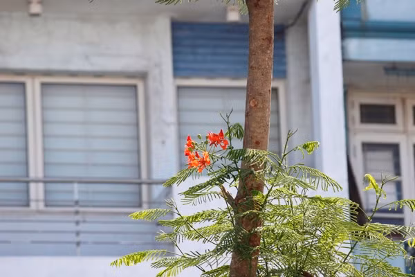 Nhiều người đi đường cũng ngỡ ngàng, thích thú trước hình ảnh những cây phượng dù mới trồng nhưng đã có hoa.