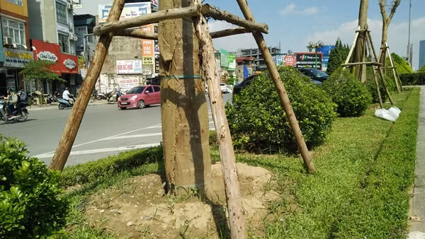 Công ty TNHH MTV Công viên cây xanh Hà Nội đã dùng cọc gỗ để giúp cây khỏi đổ trong trường hợp thời tiết xấu, mưa to gió lớn.