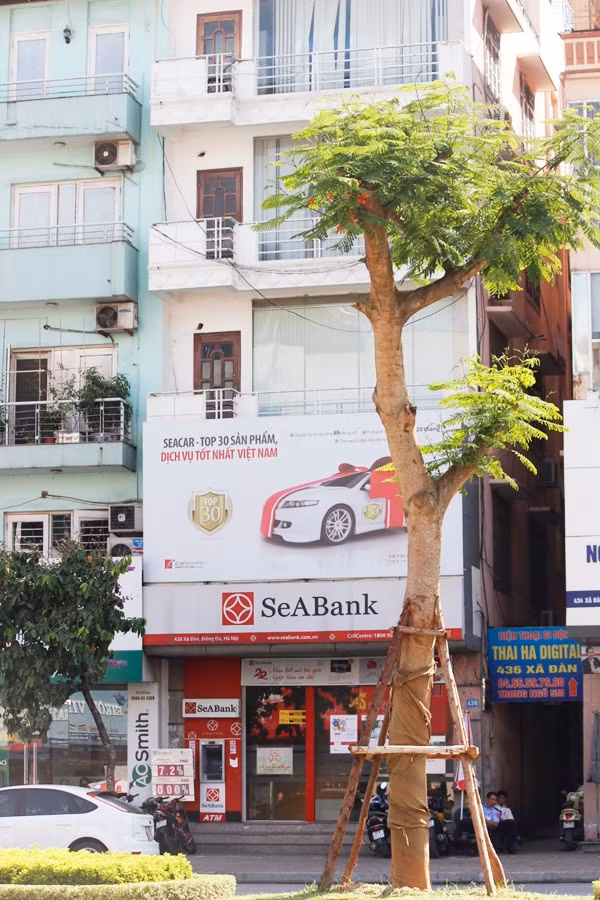 Dù lá của cây phượng mới vừa mọc một chút nhưng hoa phượng đã bắt đầu nở đỏ trên cây.