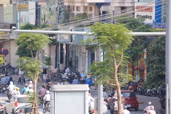 Lá phượng xanh tươi, phát triền rất tốt.