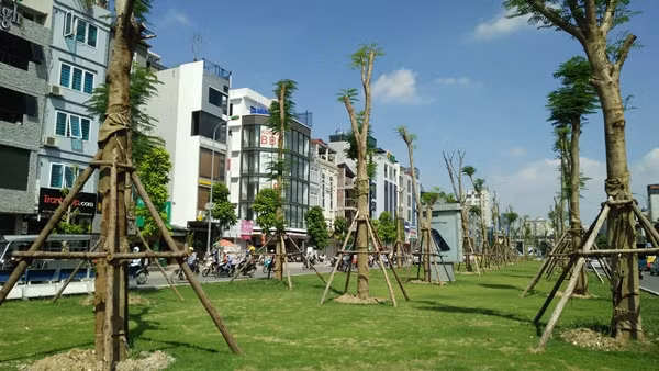 Những hàng phượng vỹ được trồng trên dải phân cách đường Ô Chợ Dừa (Hà Nội) cũng sinh trưởng tốt.