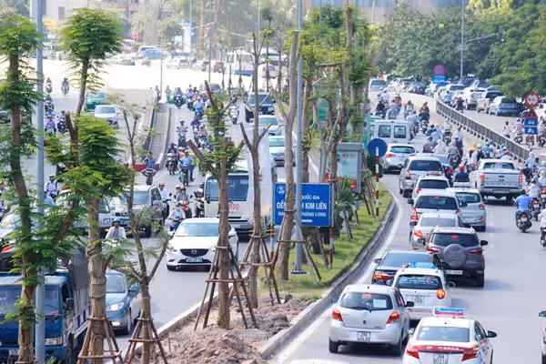 Mấy ngày nay, nhiều người dân Thủ đô di chuyển qua tuyến đường Đại Cồ Việt - Xã Đàn - Ô Chợ Dừa (Hà Nội) và một số tuyến phố khác không khỏi ngỡ ngàng khi thấy nhiều cây phượng vỹ mới được trồng ở dải phân cách đường đã bắt đầu ra hoa.