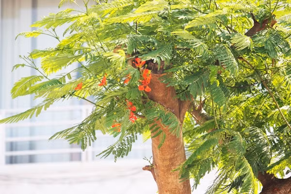 Trước đó, Chủ tịch UBND TP Hà Nội - Nguyễn Đức Chung phân tích trong cuộc tiếp xúc các cử tri quận Hoàn Kiếm (ngày 18/7): "Phượng là cây đô thị và khác cây xà cừ là có hoa. Tới đây thành phố sẽ cắt tỉa để phượng không mọc tự do, tạo bóng mát 2 bên. Điều quan trọng, lá phượng nhỏ khi rụng có thể trôi xuống cống khi mưa và xe hút bụi có thể hút được, đó là cơ sở khoa học cho việc trồng phượng".