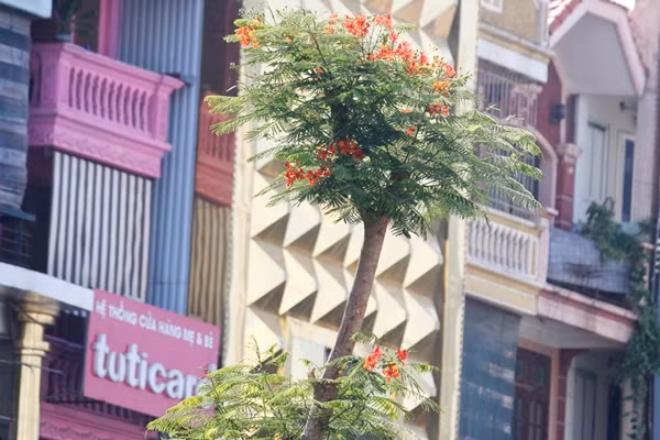 Hình ảnh phượng vỹ nở hoa đỏ trên phố Xã Đàn sau một tháng được trồng.