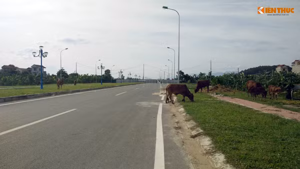 Trong khi đó, trâu bò của người dân ngày ngày "đại náo" trên tuyến đường nghìn tỷ.