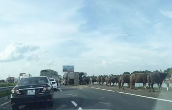 Hiện trường xảy ra vụ tai nạn khiến đàn trâu "đại náo" cao tốc.