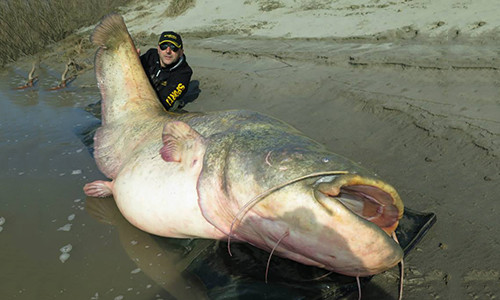 Bat duoc ca tre 127kg lon nhat the gioi