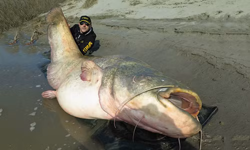 Bat duoc ca tre 127kg lon nhat the gioi