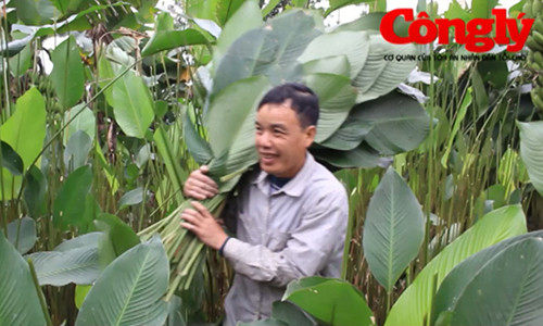 Tiet lo nhung dieu thu vi o lang la dong Trang Cat