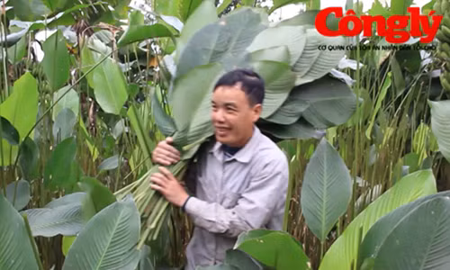 Tiet lo nhung dieu thu vi o lang la dong Trang Cat