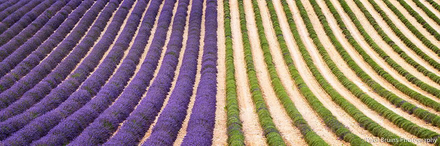 Những luống hoa được thu hoạch gọn gàng và thẳng tắp.