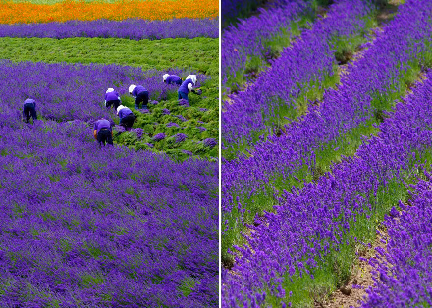 Sự đa dạng của các loài hoa oải hương và đặc điểm khí hậu cũng có thể ảnh hưởng đến thời gian thu hoạch.