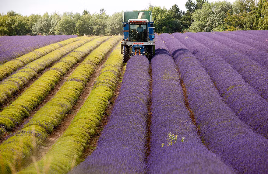 Máy móc hiện đại đang thu hoạch hoa oải hương.
