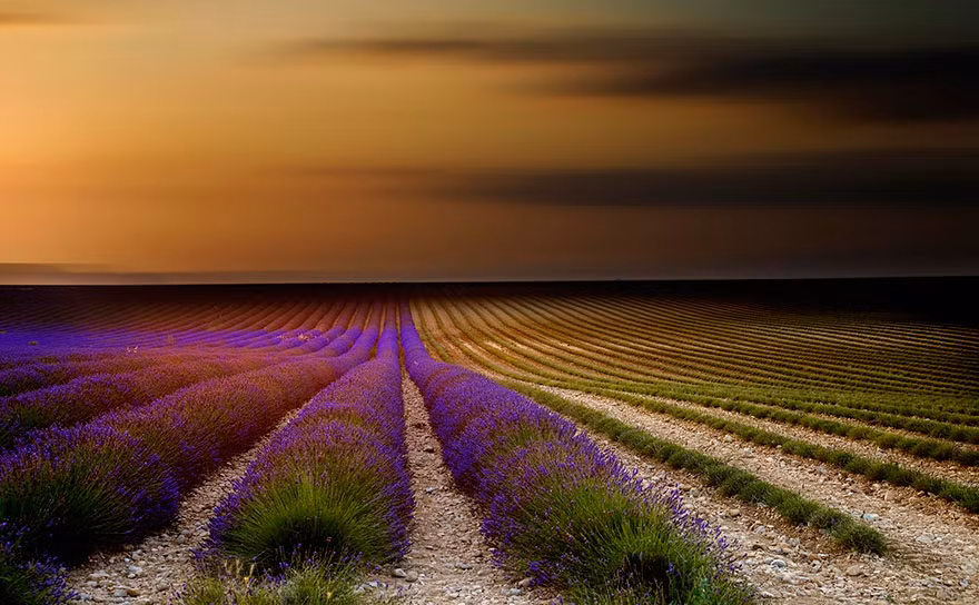 Hoa có thể dùng để làm hương liệu cho các sản phẩm như xà phòng, túi thơm hoặc các loại tinh dầu.