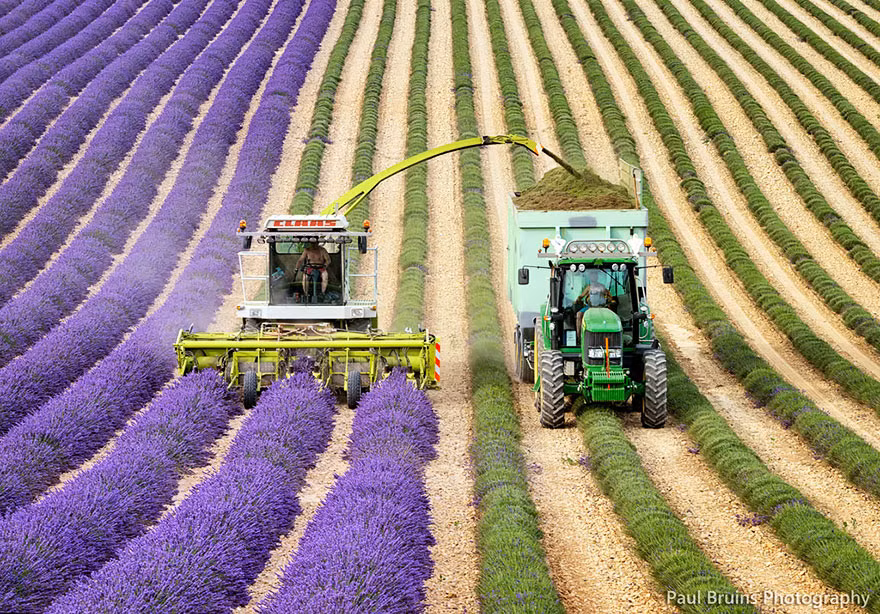 Ba giống hoa oải hương được trồng phổ biến nhất là hoa lavender Anh (tên khoa học Lavandula augustifolia), lavandin và lavender Pháp/Tây Ban Nha (Lavandula stoechas).