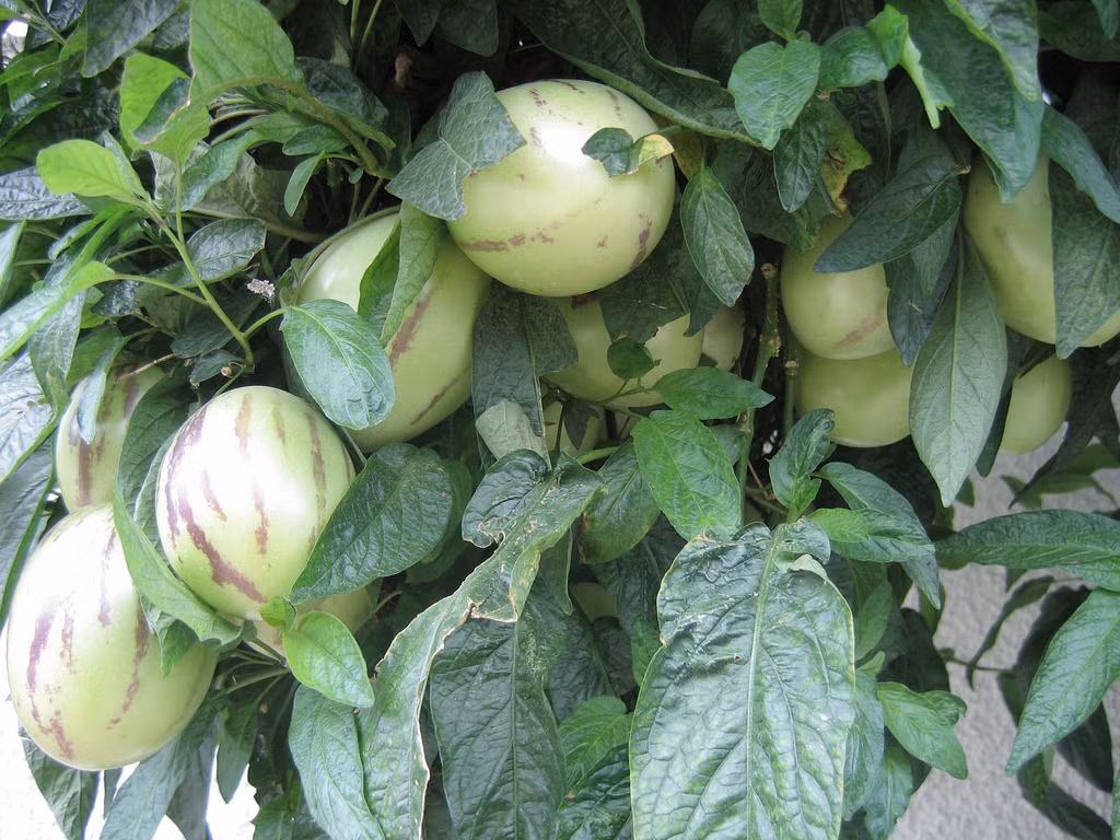 Giống dưa Pepino được đánh giá là một trong những loại dưa hấu ngon, được ưa chuộng trên thị trường tiêu dùng.