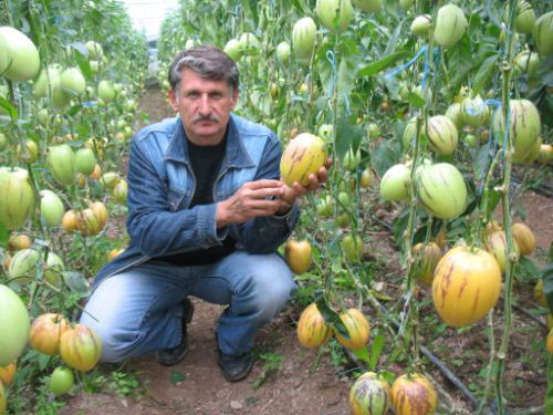 Dưa có vị thơm dịu, thường được sử dụng như món tráng miệng sau các bữa tiệc nướng, làm salad hay sinh tố.