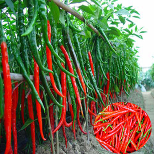 Ớt quả dài giống như đỗ đũa.
