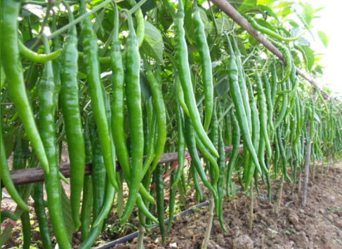 Giống ớt này sinh trưởng nhanh, mật độ quả cao, thời gian thu hoạch dài.