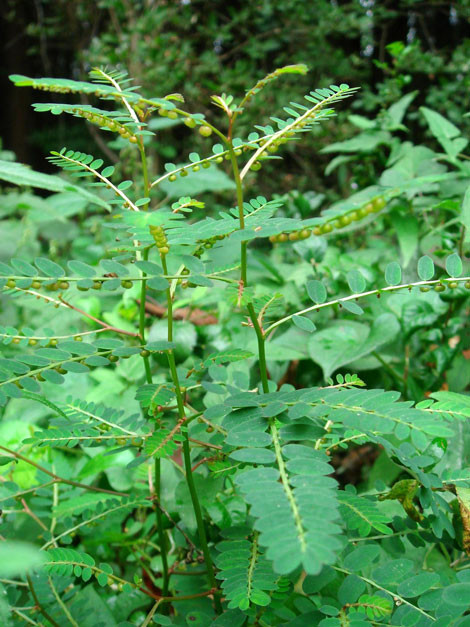 Hiem hoa khung khiep tu viec su dung cay cho de tuy tien-Hinh-2