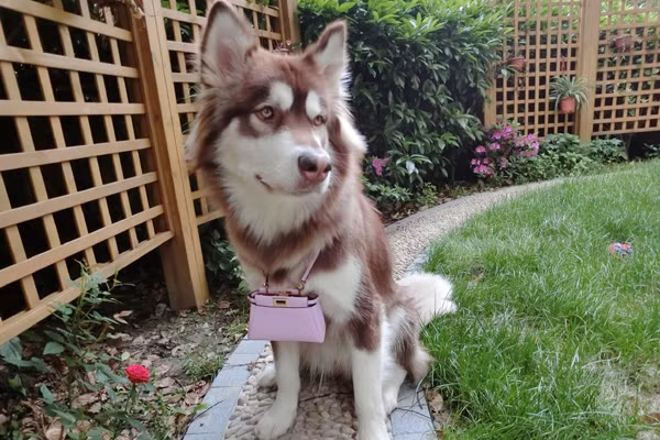 Trước đó, chàng trai này cũng sắm cả một chiếc túi hiệu Fendi màu hồng đắt tiền cho “cô” chó cưng của mình.