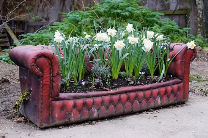 Chiếc ghế sofa cũ màu đỏ trở thành bồn trồng hoa cực đáng yêu.