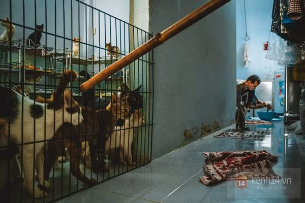 Những chú mèo chờ đợi được ăn bữa ăn đầu tiên trong ngày.