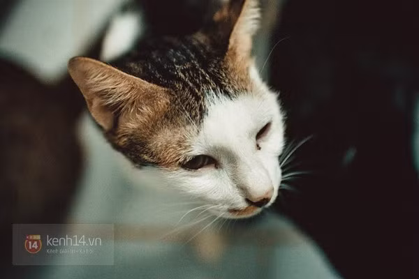 Với dự án giải cứu chó mèo ở Sài Gòn, Leo lập ra 2 đường dây nóng bằng tiếng nước ngoài và tiếng Việt để tiếp nhận thông tin giải cứu chó mèo gặp nguy hiểm. Bên cạnh đó, Leo còn đăng thông tin và hình ảnh của những con vật mà anh đã đưa về nhà trên website vietnamanimalscruelty.com do anh lập nên.Với những chú mèo đang trong thời gian chữa trị vì mắc bệnh, Leo cách ly chúng ở gian sau ngôi nhà, để tránh lây cho những con vật khác.