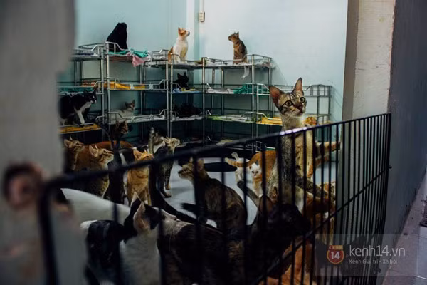 Có khoảng 60 chú mèo trong căn phòng này. "Người Việt Nam thích nuôi chó hơn mèo, nên tôi có thể tặng những chú chó cho các gia đình thực sự yêu mến chúng. Còn những chú mèo thì tôi nuôi chúng ngày qua ngày, từ những con vài ngày tuổi cho đến khi chúng già yếu, vì không có nhiều người thích nuôi mèo ở Sài Gòn", Leo cho biết.