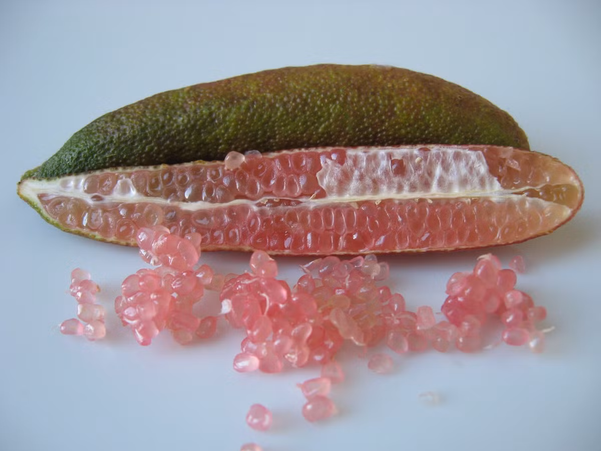 Khoảng từ giữa thập niên 90, người Úc còn dùng chanh ngón tay để làm mứt. Từ năm 2000, Úc châu bắt đầu xuất khẩu chanh ngón tay qua các nước châu Á, châu Mỹ và các quốc gia khác. Nhận thấy giá trị kinh tế cao, nhiều chủ trang trại ở Mỹ cũng bắt đầu trồng loại cây ăn quả này để đáp ứng thị trường.