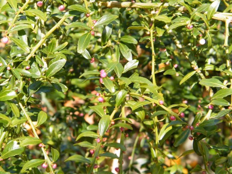 Cây chanh ngón tay cao từ 2-10 m, lá rất nhỏ, nhánh có nhiều gai. Cây có thể trồng bằng hạt hoặc chiết, ghép. Người dân Úc thường dùng gốc ghép của cây cam Troyer citrange với giống chanh ngón tay để cây phát triển nhanh và cho trái ngon hơn.