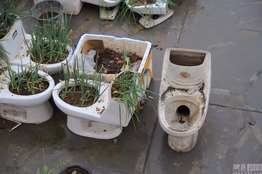 Chủ sở hữu căn nhà trên mái chung cư đã thu gom hàng chục chiếc toilet bị bỏ đi rồi đổ đất vào để trồng nhiều loại rau.