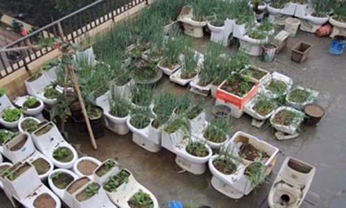 Việc người chủ sở hữu vừa dùng chiếc toilet trồng rau cũng như dùng để đi vệ sinh trực tiếp khiến cho khu sân mái bốc mùi lên mỗi khi thời tiết nóng. Vụ việc này đã khiến những người dân gần đó phải chịu đựng những mùi hôi thối đáng sợ mỗi khi trời nắng nóng.