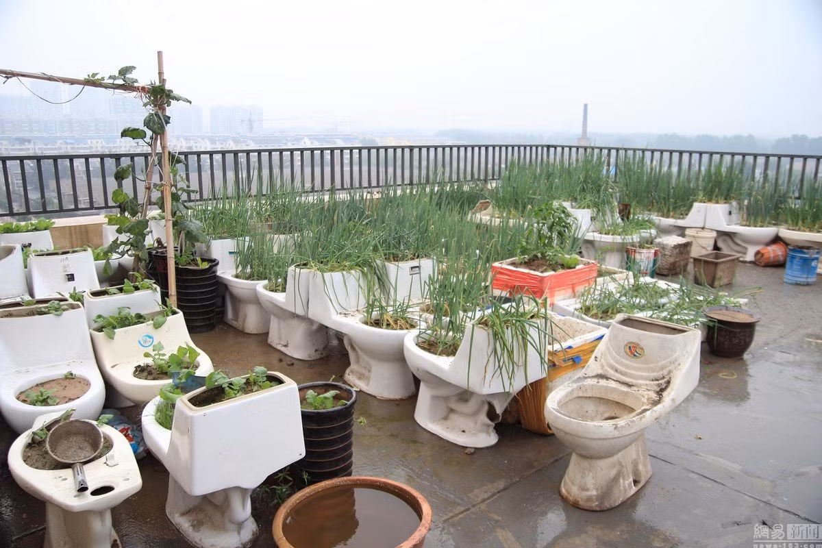 Dường như việc trồng rau trong các bồn cầu cũ cho thu hoạch rau khá tươi tốt.