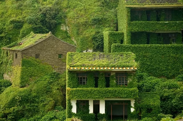  Những ngôi nhà xanh ngắt bởi phủ dây leo là hình ảnh đẹp mắt thu hút bấy cứ ai đặt chân tới hòn đảo Gouqi (Trung Quốc).