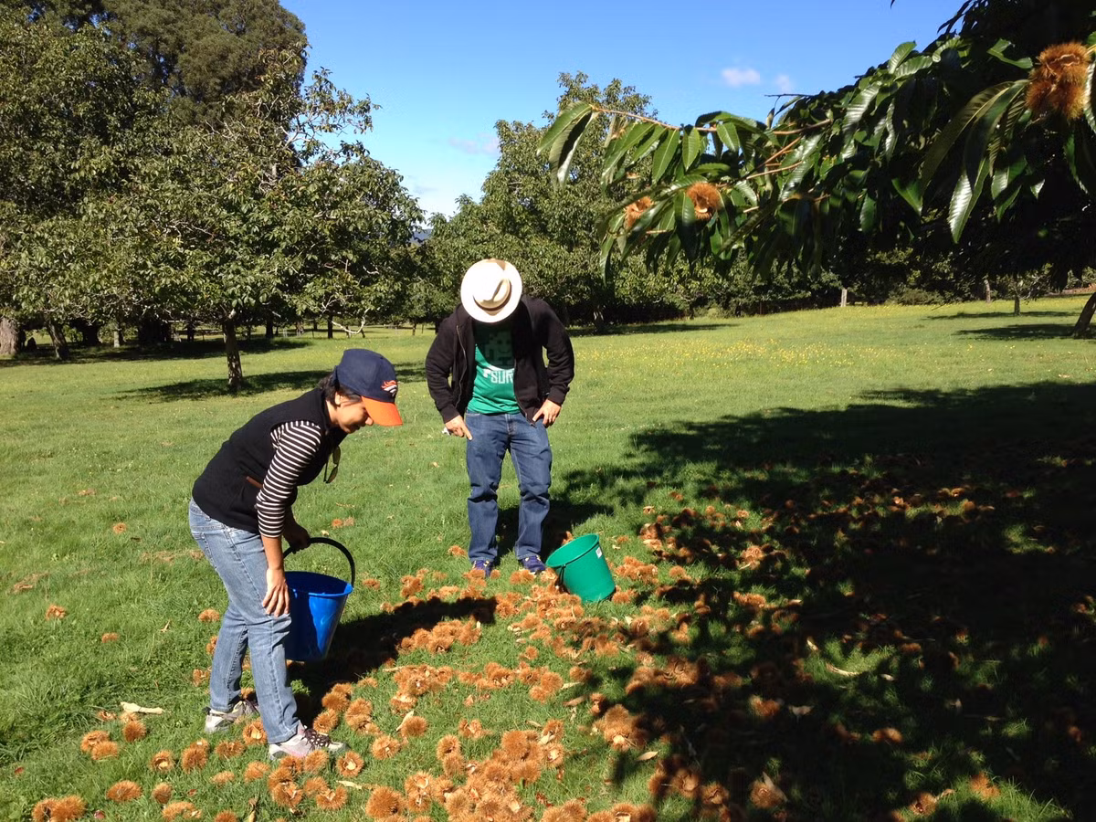 Những người công nhân phải dùng tay tách hạt, kiểm tra xem có bị sâu không trước khi cho vào giỏ.