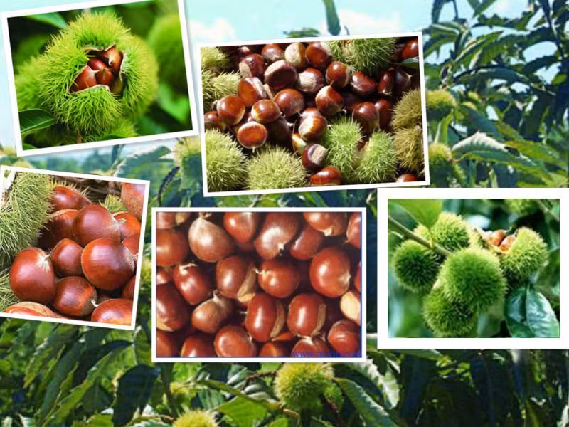 Hạt dẻ đã rơi dưới mặt đất có màu nâu thẫm, quả vẫn chưa tách ra khỏi vỏ.