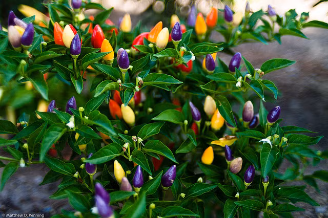 Thich thu voi ot cau vong bat mat