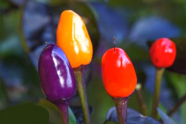 Dù trồng cây làm cảnh, bạn vẫn có thể thu hoạch quả ớt để dùng làm gia vị chế biến món ăn.