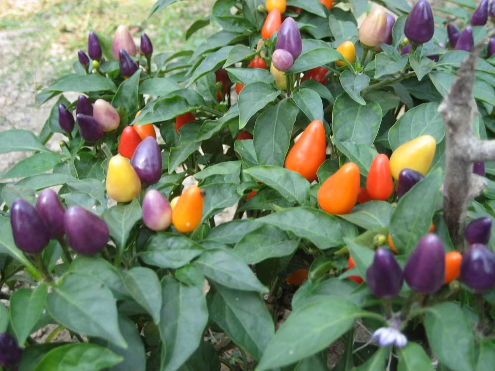 Đây là giống cây dễ trồng, thích nắng sáng. Ngoài tác dụng của quả ớt có thể dùng để làm gia vị, giống cây này còn thích hợp làm cây cảnh trồng trong khu vườn tuyệt đẹp.