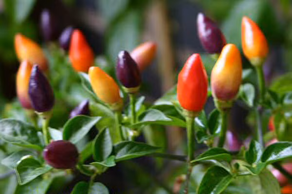 Những quả ớt chuyển màu theo từng giai đoạn tạo nên màu sắc nổi bật.